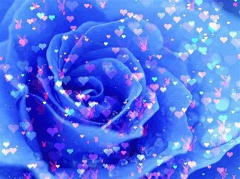 Free Download Flowers Blue Rose Free High Quality Background Pictures