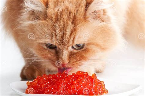 Cat Eat Red Caviar Stock Photo Image Of Mammal Purebred 23580442
