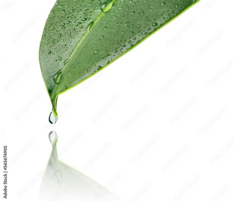A Green Leaf Of A Plant With Drops Of Water A Drop Of Water Drips From