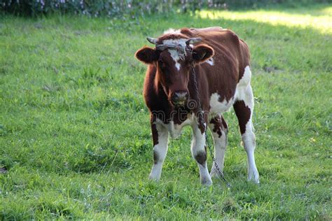 Cow Standing On The Grass Brown Cow Grazing Domestic Animal Animals