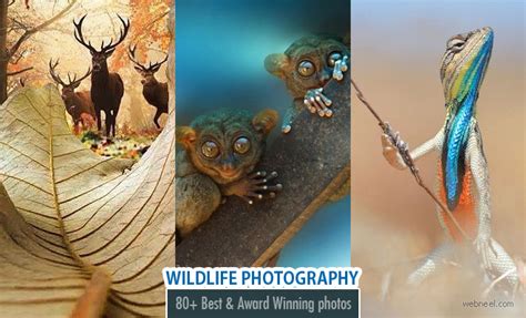 Daily Inspiration 80 Best Award Winning Wildlife Photography Examples