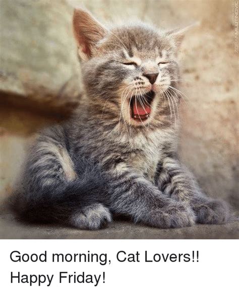 U Good Morning Cat Lovers Happy Friday Meme On Meme