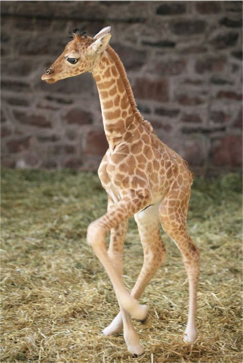 Baby Giraffe Pictures Good Photos Of Baby Giraffe