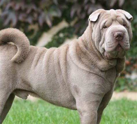 Todo Sobre El Shar Pei Perroshop