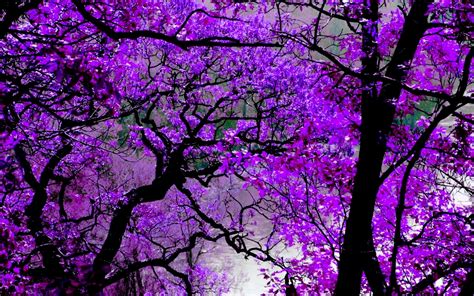 4k purple tree wallpapers top free 4k purple tree backgrounds wallpaperaccess