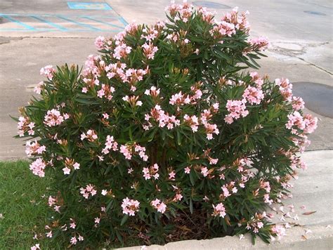 Blog Multi Vaso Nerium Oleander