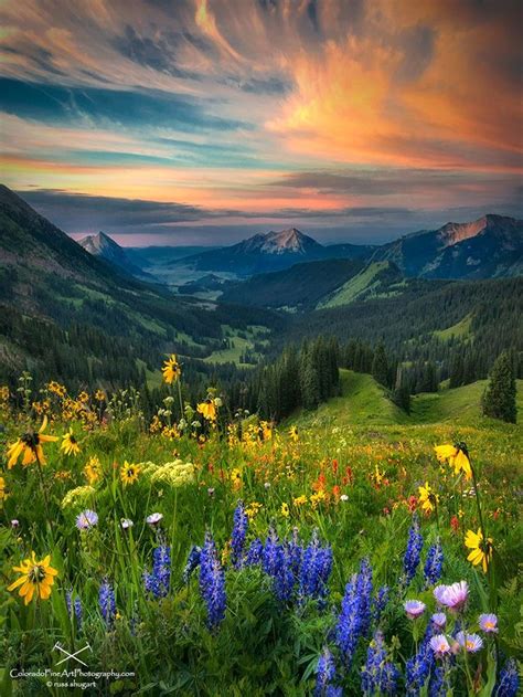 Wildflower Symphony Wildflowers In The Elk Mountains Of Colorado By