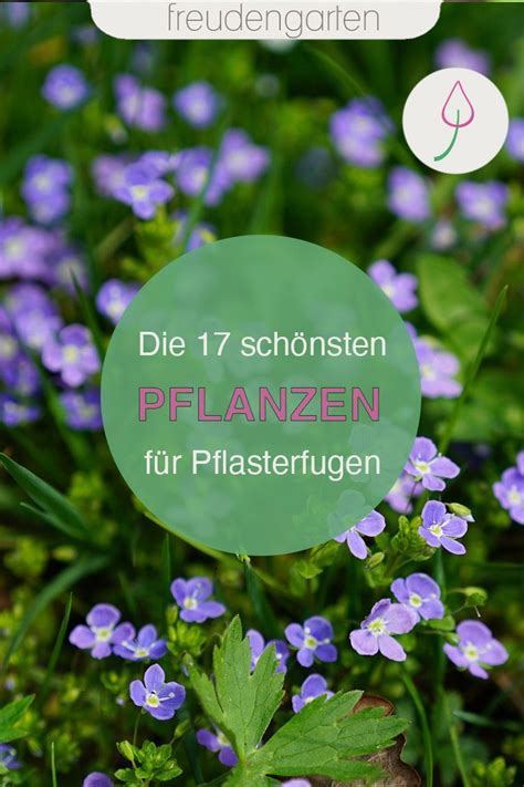 Fugen reinigen mit dem dampfreiniger. Die 17 schönsten Pflanzen zum Begrünen von Fugen ...