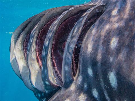 Underwater Photo Of Whale Sharks Gills Shows Incredible Anatomy Of This Gentle Giant