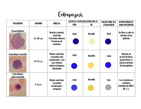 Eritropoyesis Colores De Citoplama Hematología Udocz