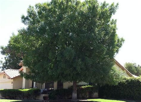 Arizona Ash For Sale Fast Growing Desert Trees Shade Trees Desert