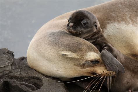Best Time To See Baby Sea Lions In Galapagos Islands 2024 Roveme