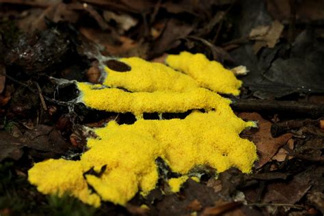 The Strange Case Of Dog Vomit Slime Mold Unraveling The Curious