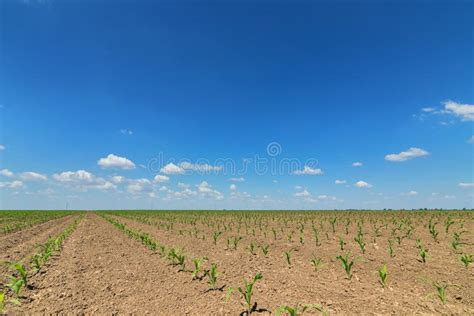 Green Field With Young Corn Rows Green Corn Field Stock Photo Image