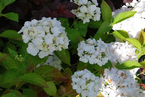 Otrzymaj 12.000 s stockowego materiału wideo pan hortensia hydrangea madame emile z 25 kl./s. Hydrangea Macrophylla Madame Emile Mouillere - Let's Go ...