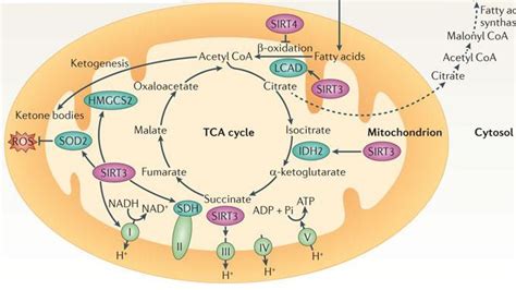 Sirtuins As Regulators Of Metabolism And Healthspan Epfl