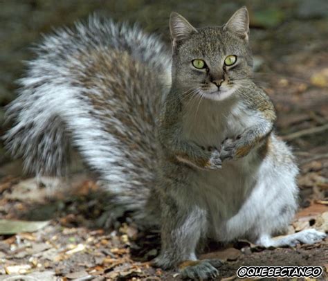animangle challenge cat squirrel quebectango digital taxidermy