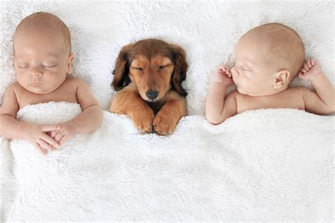 Adorable Pictures Of Puppies And Puppies With Babies Tlcme Tlc