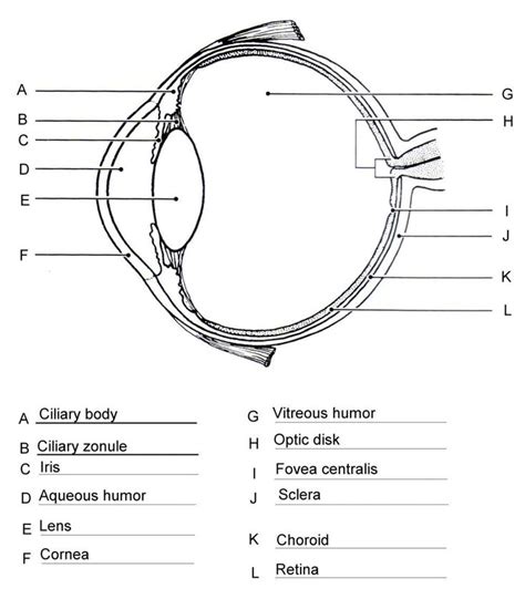 Anatomy Eye Reading Worksheet
