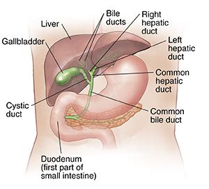 Biliary System Anatomy And Functions Health Encyclopedia University Of Rochester Medical Center