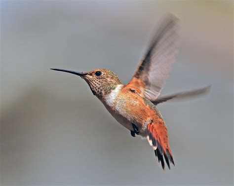 Allens Hummingbird Canon Forums