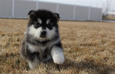 All Black Alaskan Malamute Puppy Pets Lovers