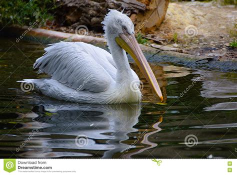 Pelican Swimming In SchÃ¶nbrunn Zoo Vienna Editorial Photo Image Of