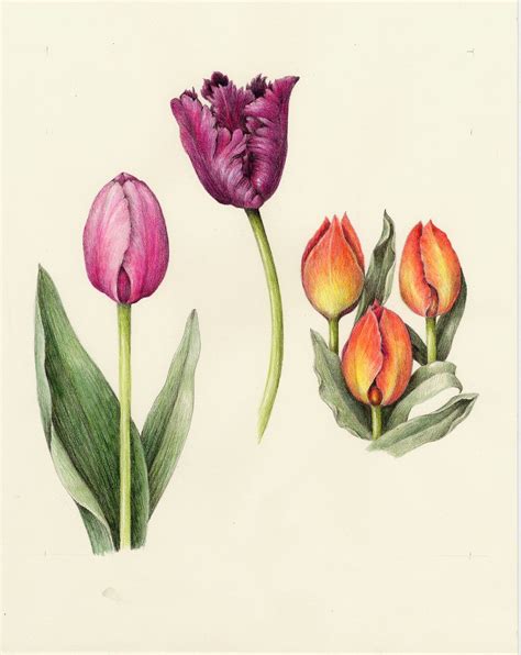 Tulip From The Collection Of Botanical Illustrations Of Flowers By