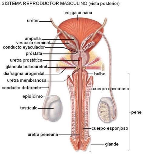 Lista 102 Foto Aparato Reproductor Masculino De Frente Para Colorear