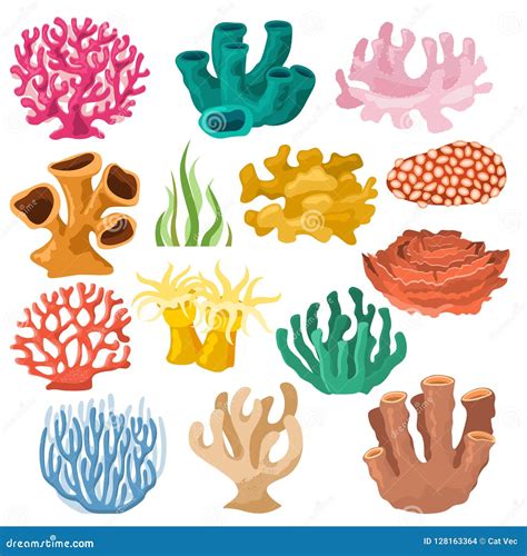 Coral Vector Sea Coralline Or Exotic Cooralreef Undersea Illustration