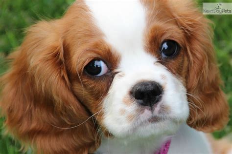 They enjoy napping as much playing fetch. Cavalier King Charles Spaniel puppy for sale near Denver ...