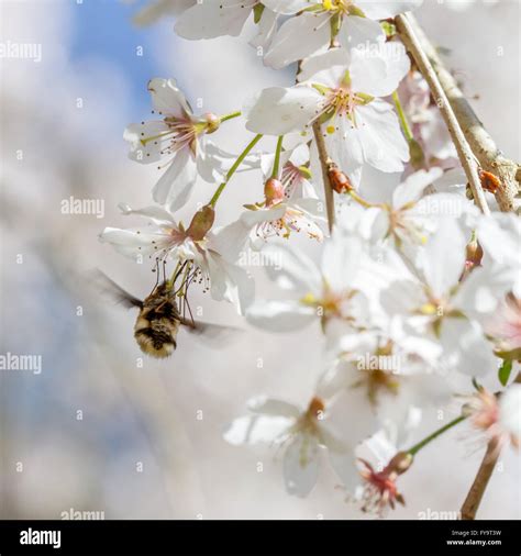 Bee Fly Bombylius Major Feeding On Cherry Blossom Stock Photo Alamy