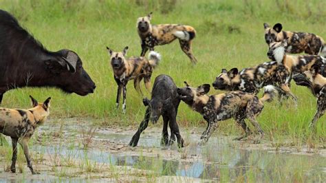 African Wild Dog Hunting Buffalo Calf Moremi Game Reserve Botswana