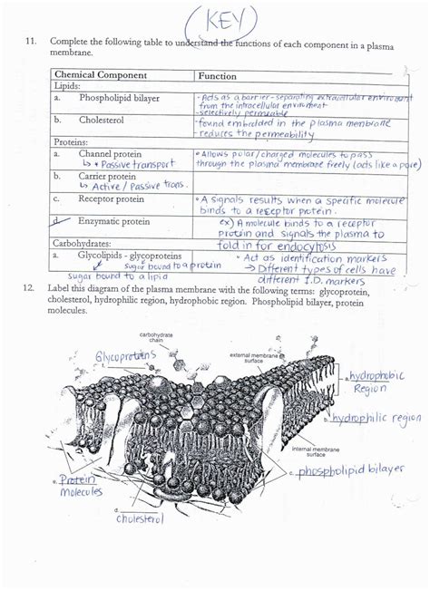 Cell Membrane Coloring Worksheet Answer Key Coloring Pages