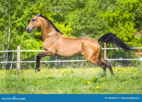 Golden Bay Akhal Teke Horse Playing On The Meadow Stock Image Image
