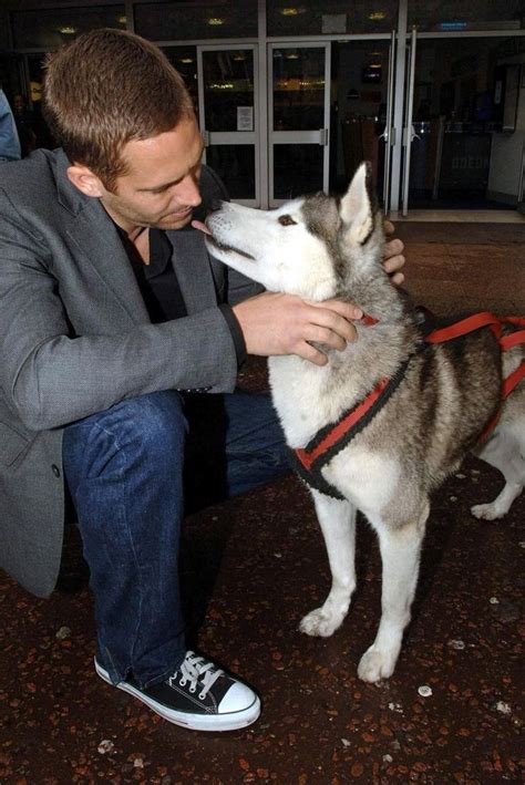 In fact is eight below (less) a continuation of snow dogs. 17 Best images about Paul Walker - Eight Below (2006) on ...