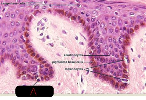 Merkel cells are found in the epidermis epidermis the outermost layer of the two main layers that make up the merkel cells normally exist in the bottom (basal) layer of the epidermis, about 0.1 mm from. Skin I at Instituto Tecnologico De Santo Domingo - StudyBlue
