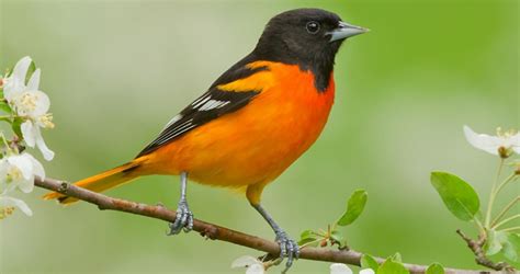 The Rich Whistling Song Of The Baltimore Oriole Echoing From Treetops