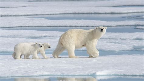 Most Polar Bears Could Disappear From Arctic By 2100 Due To Global
