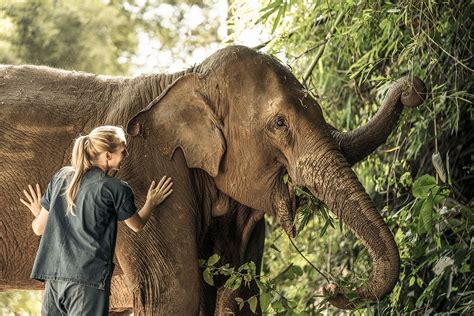 A Guide To Friendly Elephant Experiences In Amazing Thailand Thailand