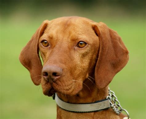 Athletic, agile, and light on his feet, the vizsla is a robust hunting dog who needs vigorous daily exercise and lots of personal attention. Male Hungarian Vizsla - 18 months | Stone, Staffordshire ...