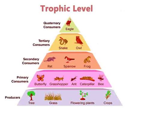 Trophic Level Knowledge Quester