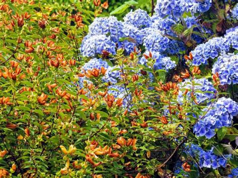 10 Dazzling Blue Flowering Shrubs And Bushes Horticulture