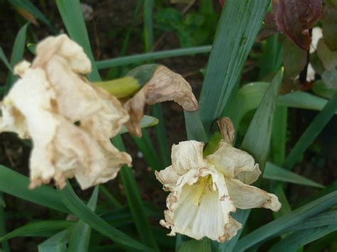Maybe you would like to learn more about one of these? Dead Daffodil Deadheading and Splitting | Gardeners Tips