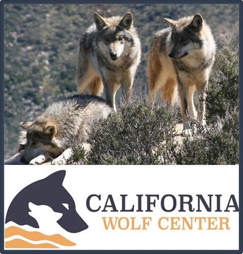 Wolf Tours At California Wolf Centers Conservation Facility