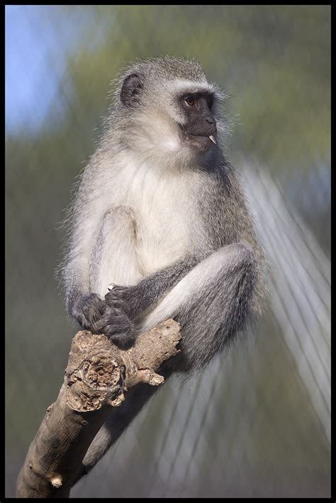 Vervet Monkey Vervet Monkey At The San Diego Zoo N H Flickr