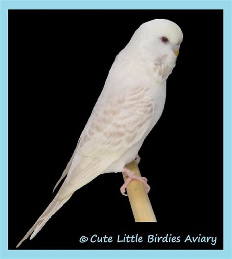 Texas Clearbody Opaline Lacewing Budgerigar Budgies Parakeet Conure
