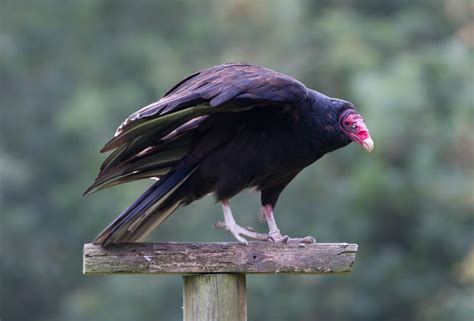 Everything You Wanted To Know About The Turkey Vulture Owlcation