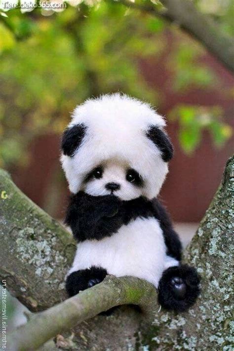Deine liebsten bilder kunstwerke oder collagen werden von uns in handarbeit gedruckt und dann mit einem holzernen rahmen versehen. lustige Panda-Bilder, die uns Fracksausen zeugen | Tiere ...