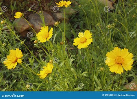 Beautiful Yellow Wild Flower Garden Georgia In May Stock Image Image